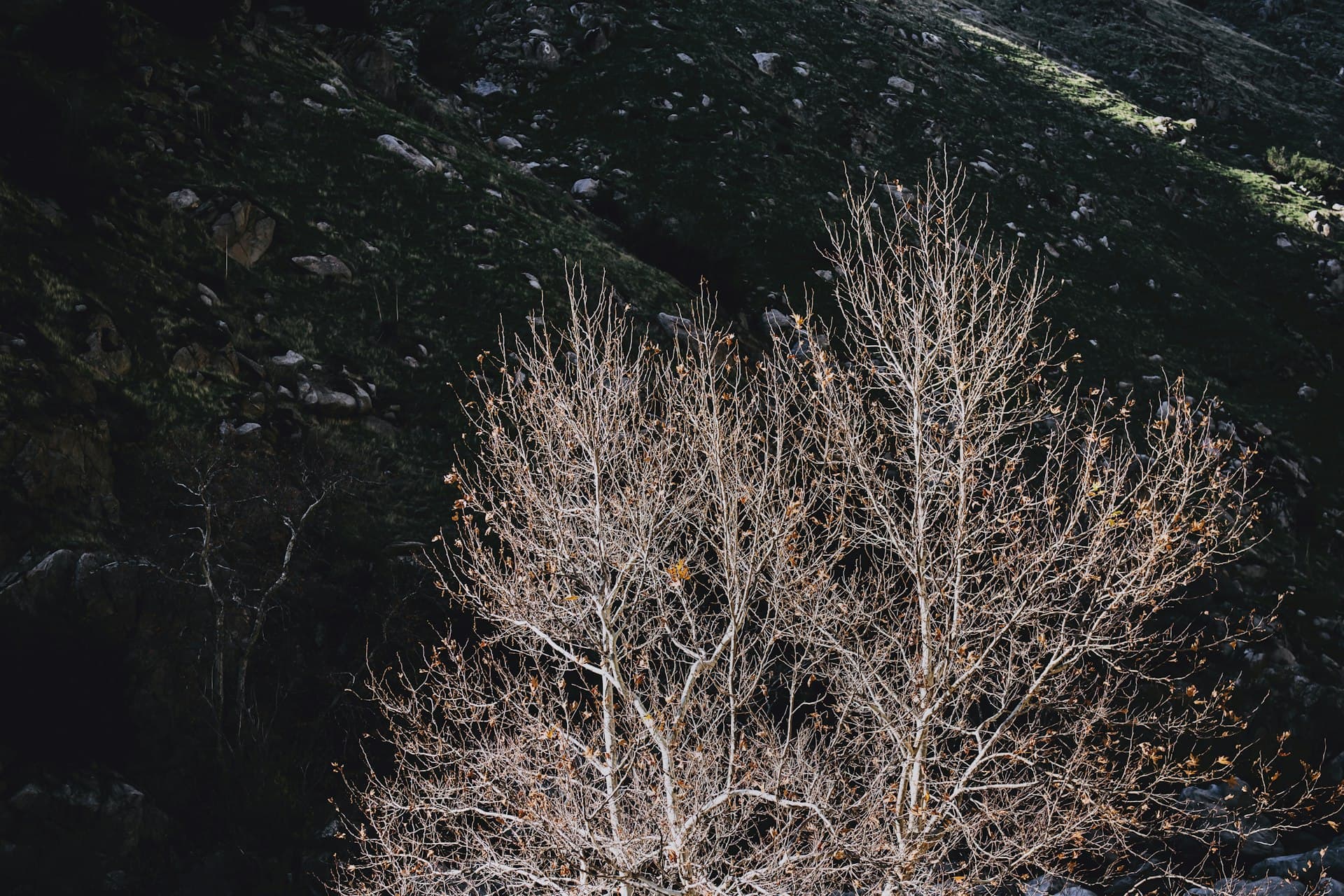 Kern River area in Sequoia National Forest near Bakersfield California