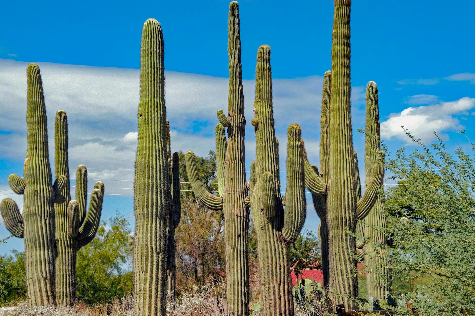 Majestic saguaro cacti in Gilbert Arizona desert landscape under blue sky