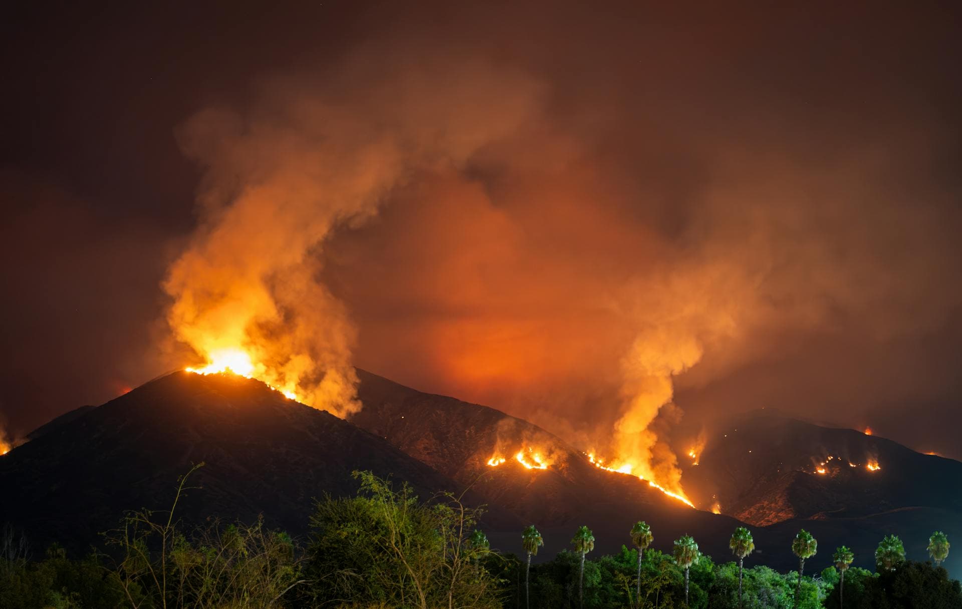 California wildfire at night with palm trees silhouetted against flames