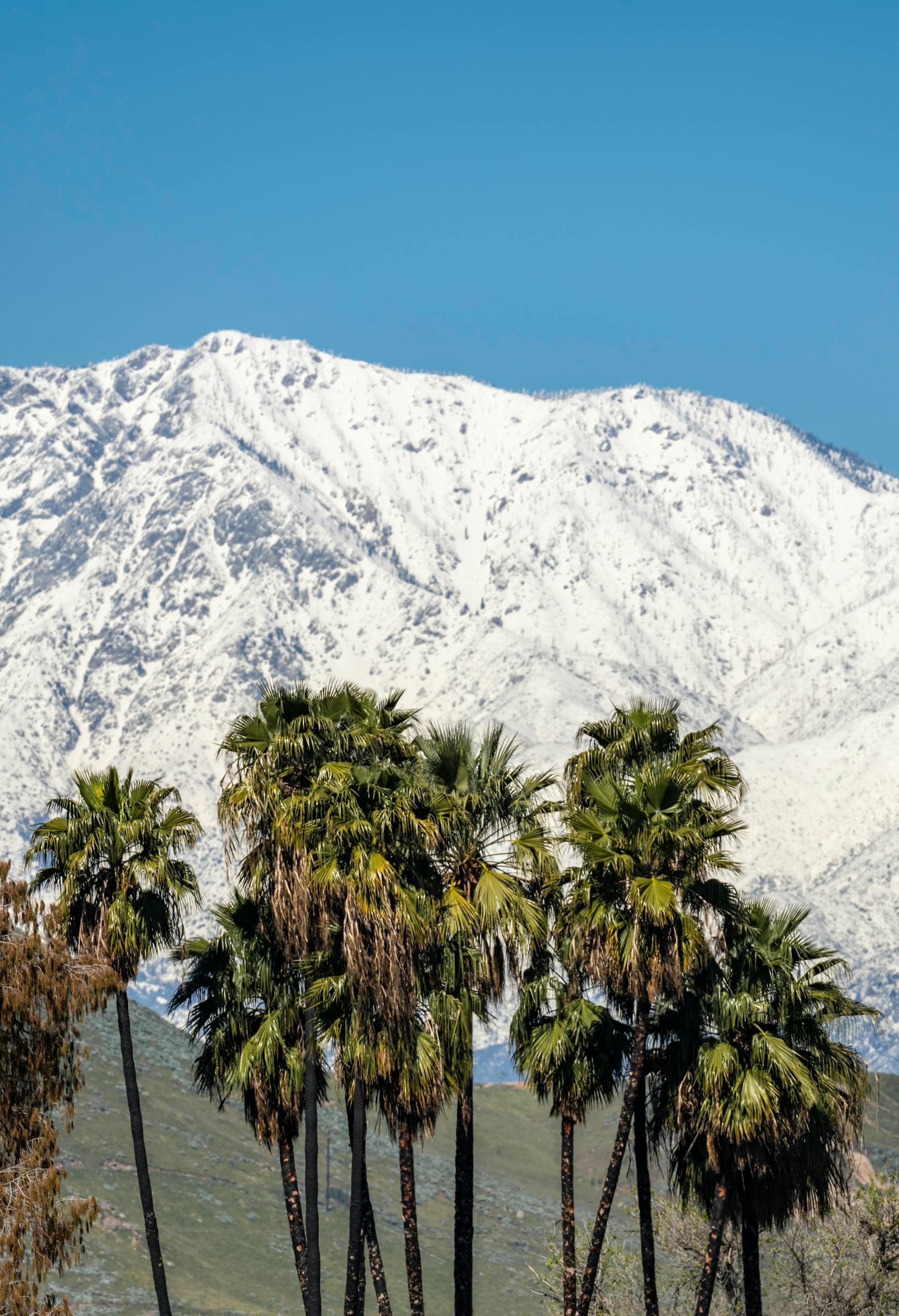 Palm trees with snow-capped San Bernardino Mountains showing Riverside California climate contrast