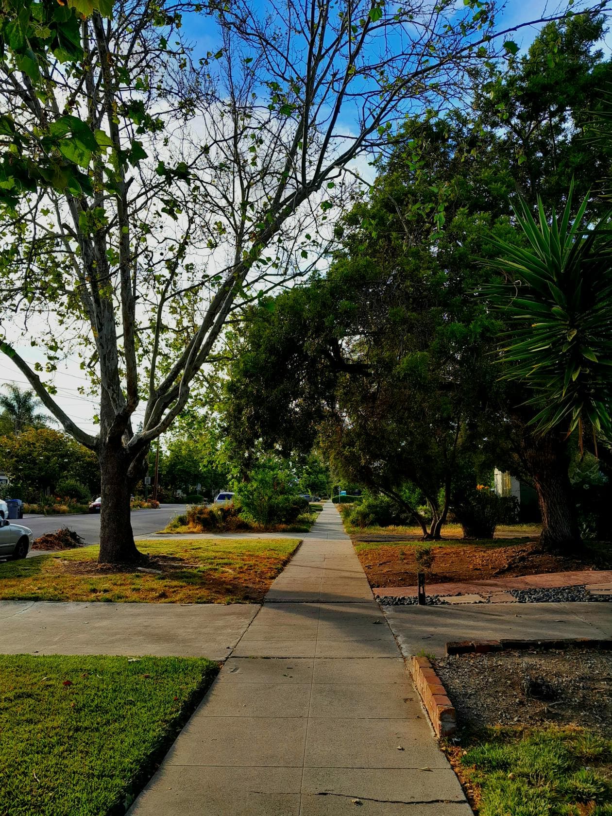 Tree-lined residential sidewalk in Willow Glen neighborhood San Jose California