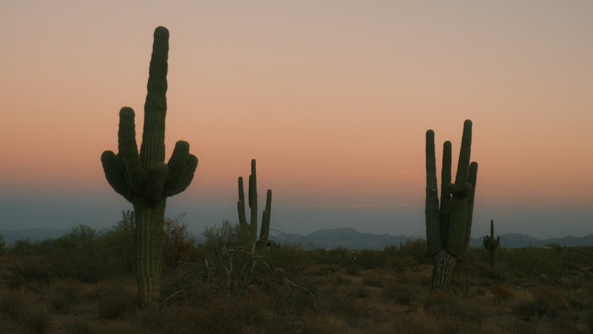 Saguaro cacti silhouetted against desert sunset sky in Scottsdale Arizona