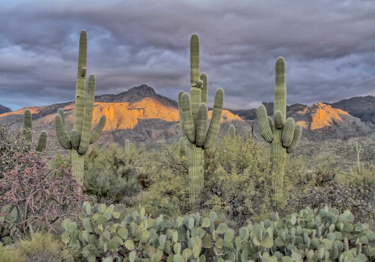 Saguaro cacti and Catalina Mountains at Sabino Canyon in Tucson Arizona
