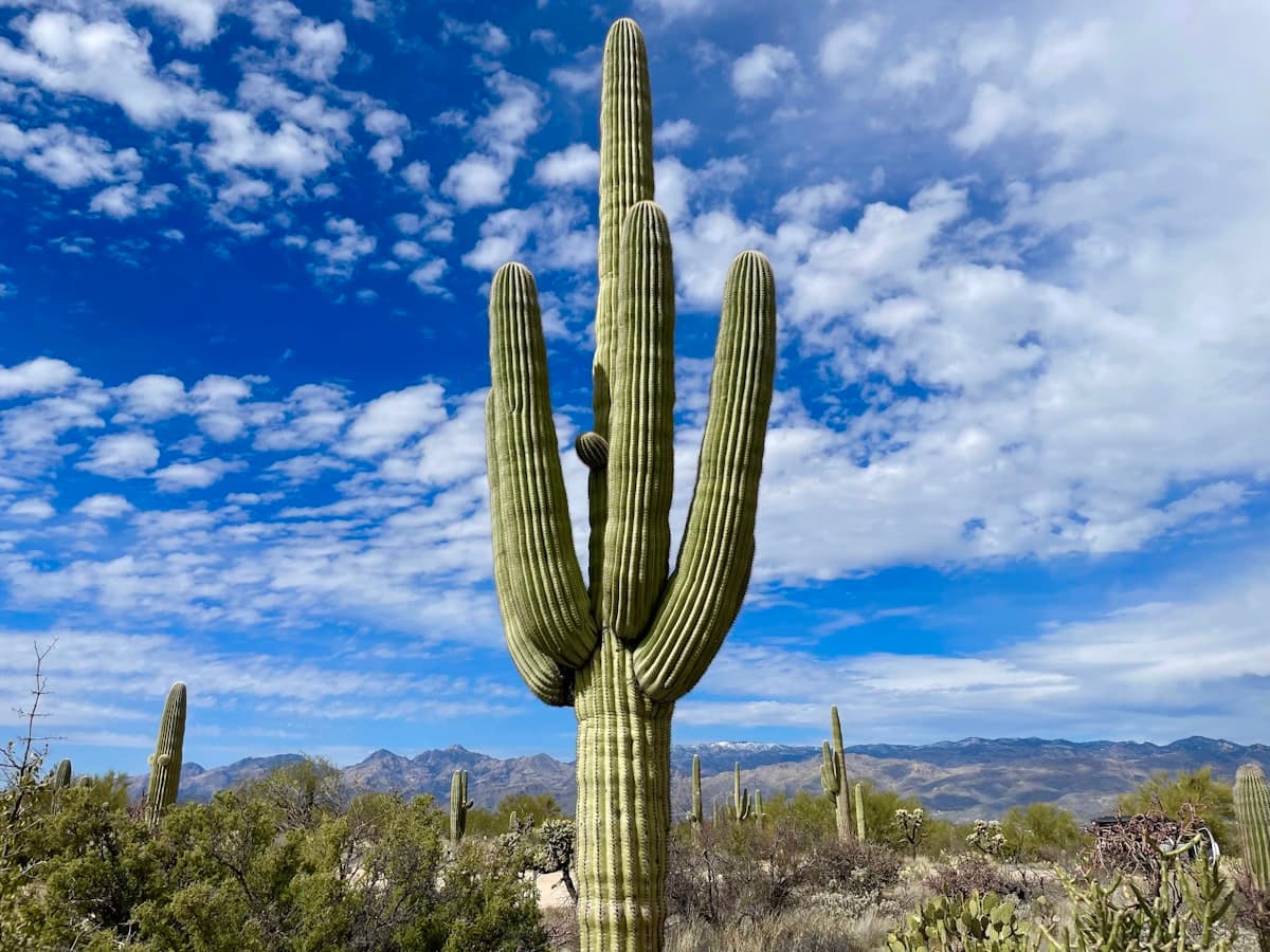 Giant saguaro cactus at Saguaro National Park near Tucson Arizona
